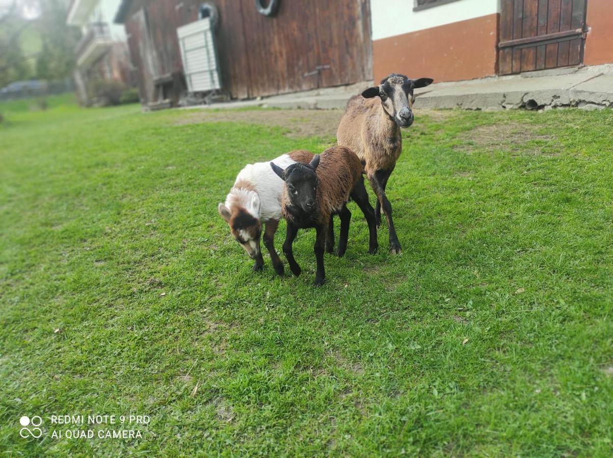 Gospodarstwo Agroturystyczne U Ani Krosnica  ภายนอก รูปภาพ